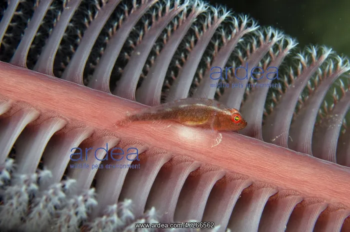 : Short-nose Goby - on Sea Pen (Virgularia sp, Virgulariidae : Short-nose Goby - on Sea Pen (Virgularia sp, Virgulariidae