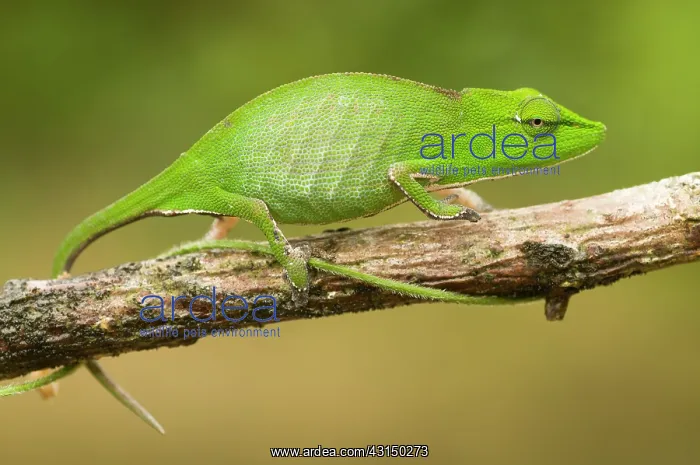 : Short-nosed Chameleon : Short-nosed Chameleon