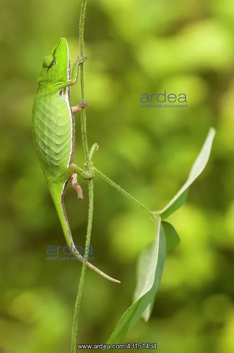 : Short-nosed Chameleon : Short-nosed Chameleon