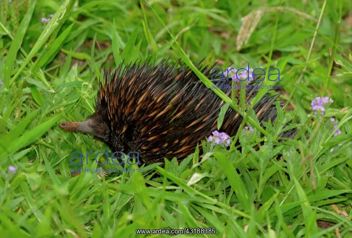  : Short-nosed Echidna (Tachyglossus aculeatus), adult
