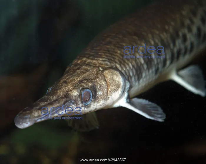 : Short Nosed Gar Pike : Short Nosed Gar Pike