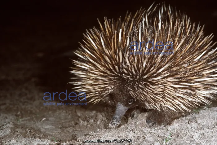 : Short-nosed / Short-beaked / Spiny ECHIDNA / Spiny : Short-nosed / Short-beaked / Spiny ECHIDNA / Spiny