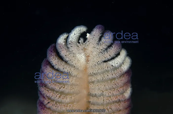 : Short-quill Sea Pen - feeding in current - Night : Short-quill Sea Pen - feeding in current - Night