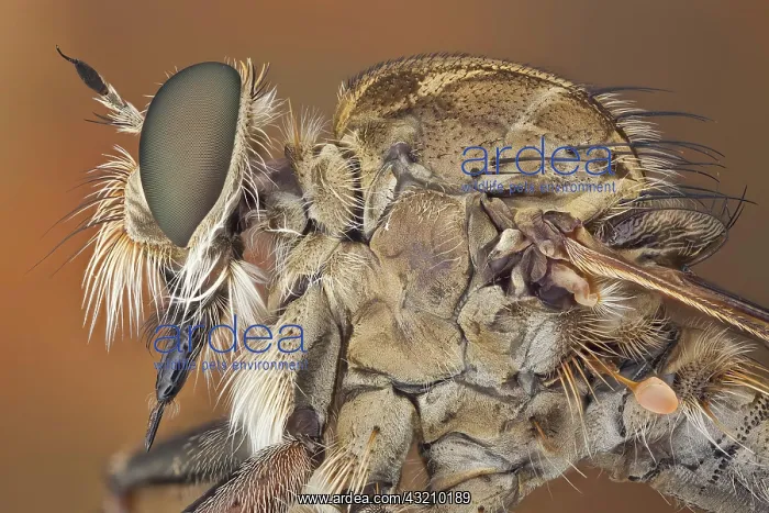  : The short, strong proboscis of robber flies is u