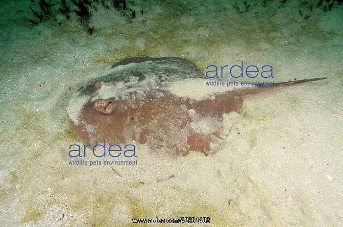 : Short-tail Stingray : Short-tail Stingray