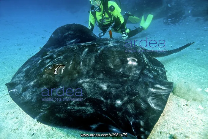 : Short-tail Stingray - and diver : Short-tail Stingray - and diver