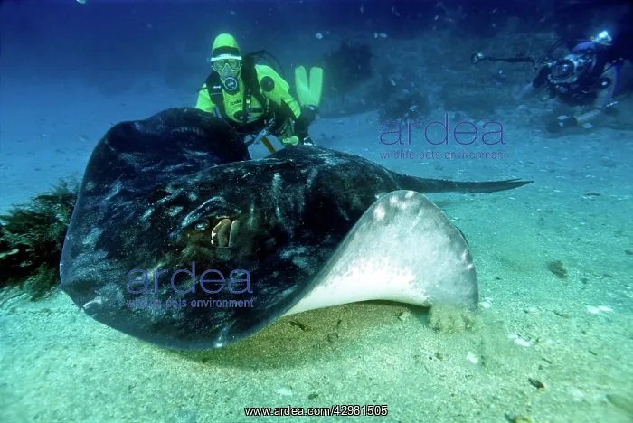 : Short-tail Stingray - and diver : Short-tail Stingray - and diver