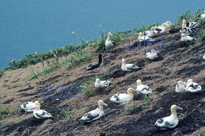 : Short-tailed albatross - Colony. Torishima Island : Short-tailed albatross - Colony. Torishima Island