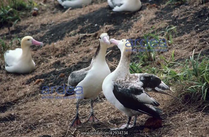 : Short-tailed albatross - Courting. Torishima Island : Short-tailed albatross - Courting. Torishima Island