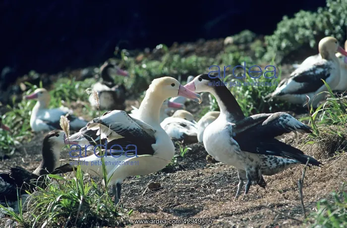  : Short-tailed albatross - Courting. Torishima Island