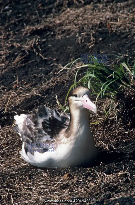 : Short-tailed albatross - Immature. Torishima Island : Short-tailed albatross - Immature. Torishima Island