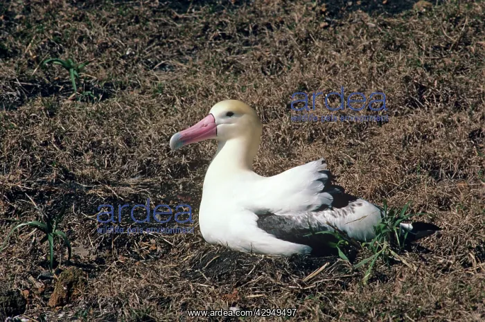 : Short-tailed albatross - incubating. Torishima : Short-tailed albatross - incubating. Torishima