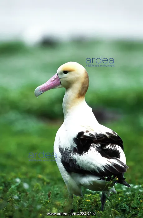 : Short-tailed ALBATROSS - standing in field : Short-tailed ALBATROSS - standing in field