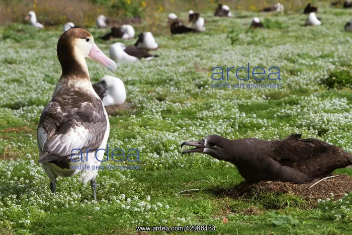: Short-tailed Albatross / Steller's Albatross - : Short-tailed Albatross / Steller's Albatross -