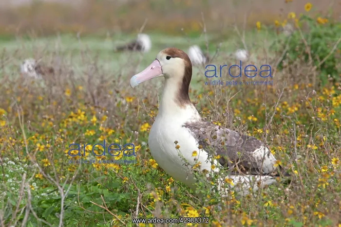 : Short-tailed Albatross / Steller's Albatross - immature : Short-tailed Albatross / Steller's Albatross - immature