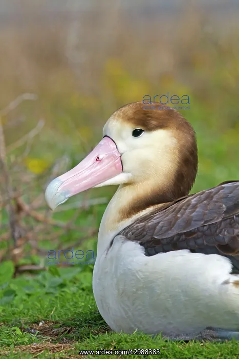 : Short-tailed Albatross / Steller's Albatross - immature : Short-tailed Albatross / Steller's Albatross - immature