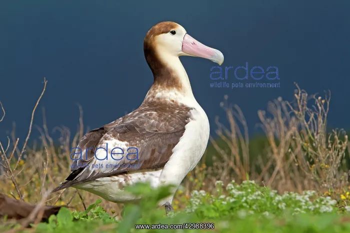 : Short-tailed Albatross / Steller's Albatross - immature : Short-tailed Albatross / Steller's Albatross - immature