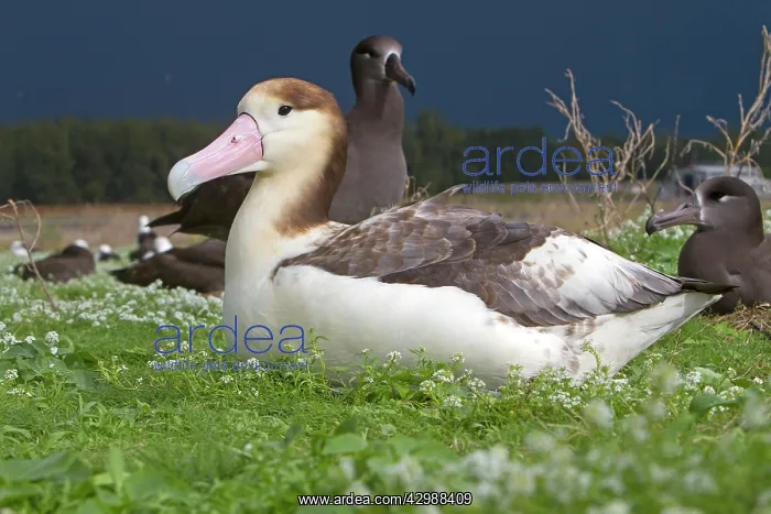 : Short-tailed Albatross / Steller's Albatross - immature : Short-tailed Albatross / Steller's Albatross - immature