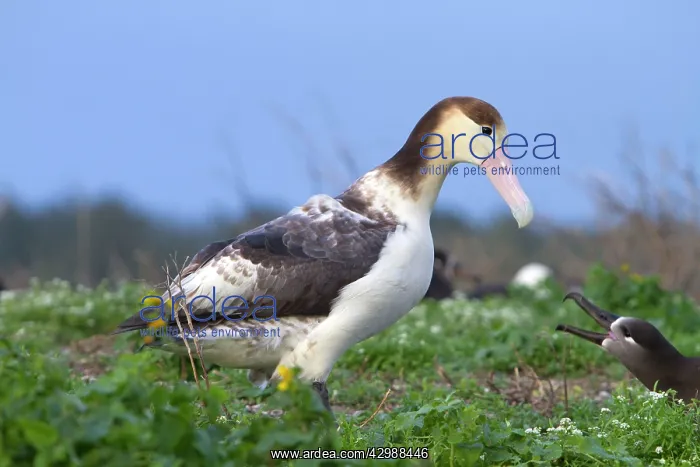 : Short-tailed Albatross / Steller's Albatross - immature : Short-tailed Albatross / Steller's Albatross - immature