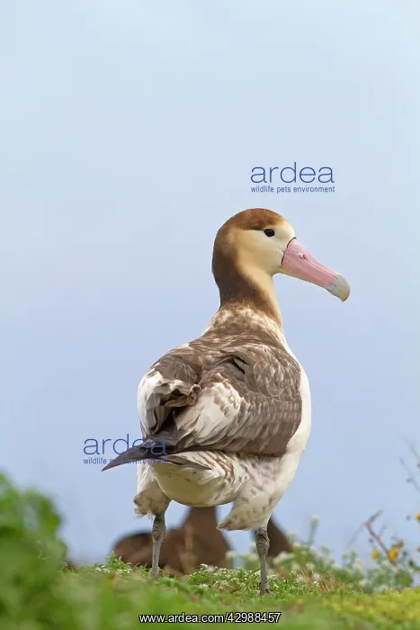 : Short-tailed Albatross / Steller's Albatross - immature : Short-tailed Albatross / Steller's Albatross - immature