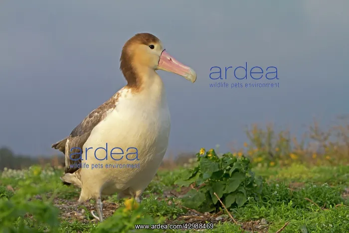 : Short-tailed Albatross / Steller's Albatross - immature : Short-tailed Albatross / Steller's Albatross - immature