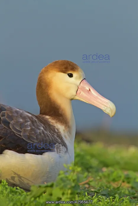 : Short-tailed Albatross / Steller's Albatross - immature : Short-tailed Albatross / Steller's Albatross - immature