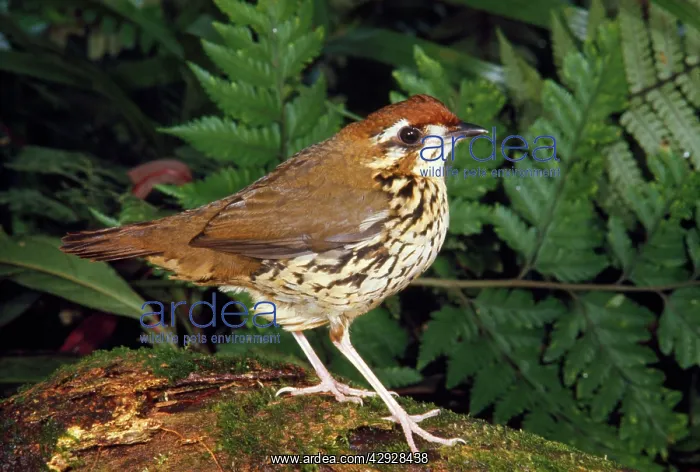 : Short-tailed Ant-thrush : Short-tailed Ant-thrush