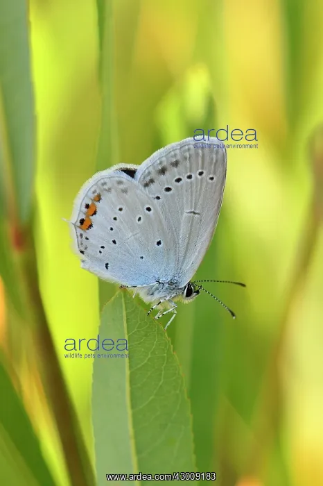 : Short-tailed Blue Tailed Cupid : Short-tailed Blue Tailed Cupid