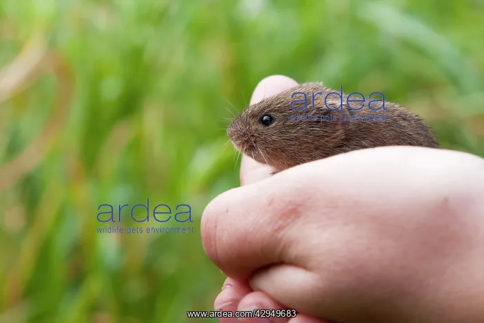 : Short-tailed Field Vole - Single adult Field Vole : Short-tailed Field Vole - Single adult Field Vole