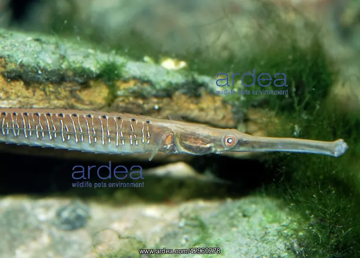 : Short-tailed / Freshwater Pipefish - found in estuaries : Short-tailed / Freshwater Pipefish - found in estuaries