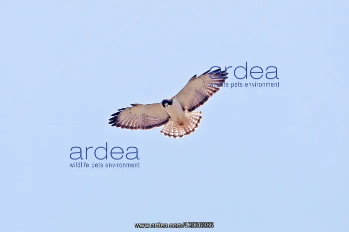 : Short-tailed Hawk in flight. Adult : Short-tailed Hawk in flight. Adult