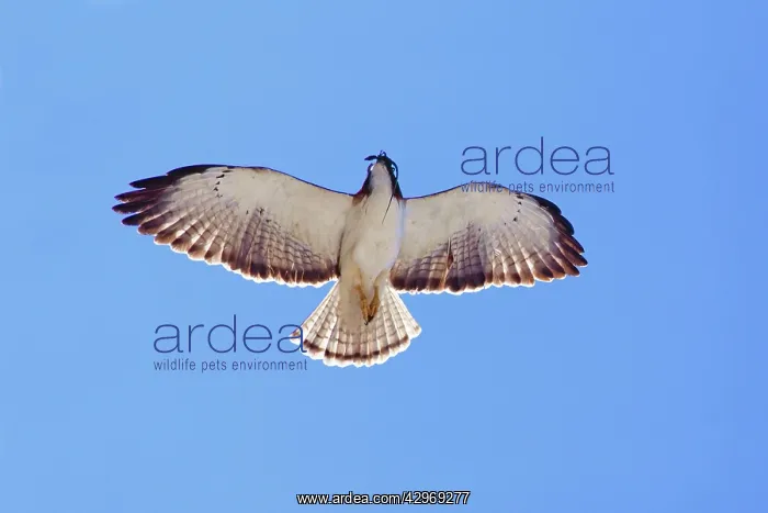 : Short-tailed Hawk in flight with lizard prey. Adult : Short-tailed Hawk in flight with lizard prey. Adult