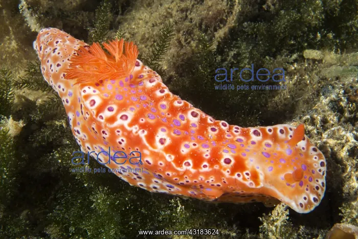 : Short-tailed nudibranch (Ceratosoma brevicaudatum) : Short-tailed nudibranch (Ceratosoma brevicaudatum)