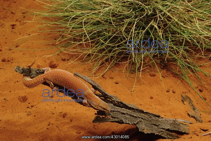 : Short-tailed Pygmy Monitor / Goanna Monitor : Short-tailed Pygmy Monitor / Goanna Monitor