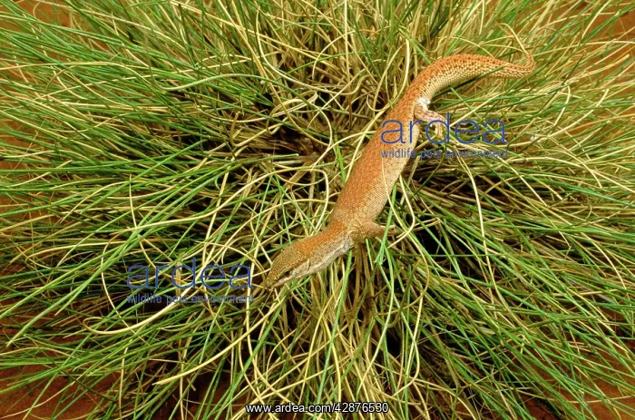 : Short-tailed Pygmy Monitor - In grass : Short-tailed Pygmy Monitor - In grass