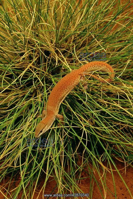: Short-tailed Pygmy Monitor - In grass : Short-tailed Pygmy Monitor - In grass