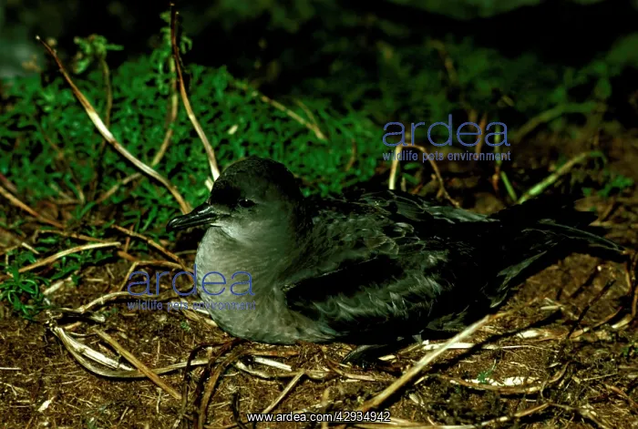 : Short-tailed shearwater : Short-tailed shearwater