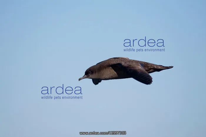 : Short-tailed Shearwater : Short-tailed Shearwater