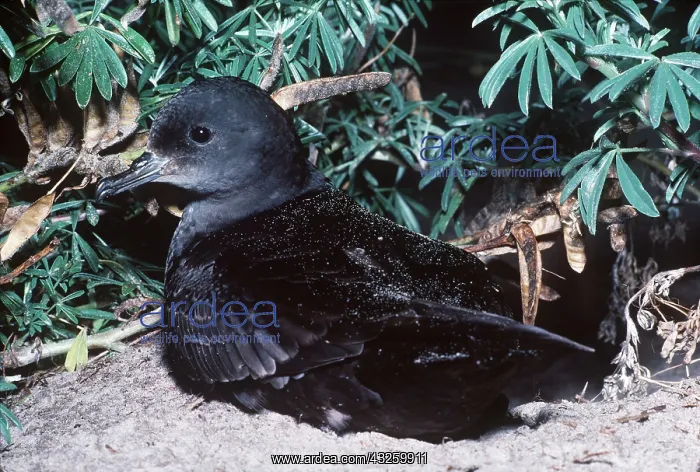 : Short-Tailed Shearwater - Muttonbird : Short-Tailed Shearwater - Muttonbird