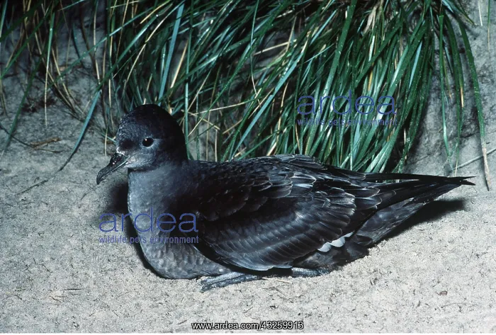 : Short-Tailed Shearwater - Muttonbird : Short-Tailed Shearwater - Muttonbird