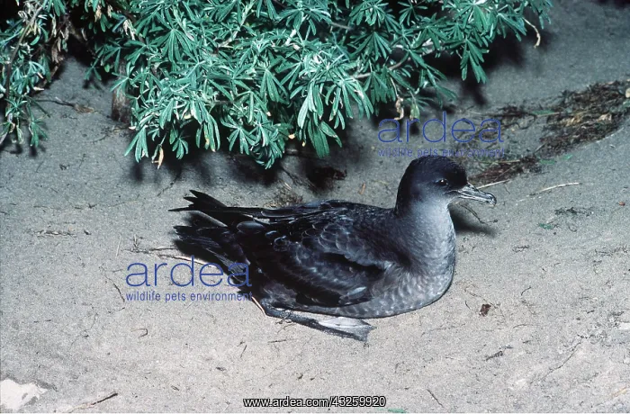  : Short-Tailed Shearwater - Muttonbird