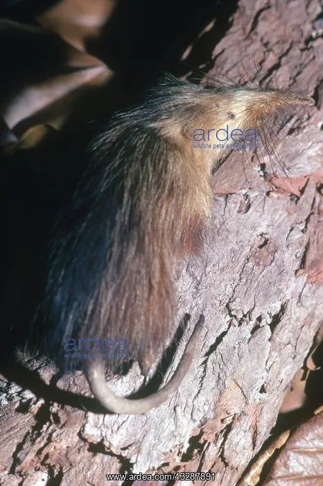 : Short-tailed shrew (Blarina brevicauda) in the snow : Short-tailed shrew (Blarina brevicauda) in the snow