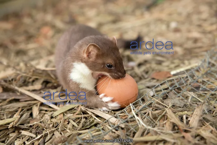 : Short-tailed Weasel / Stoat - with egg : Short-tailed Weasel / Stoat - with egg