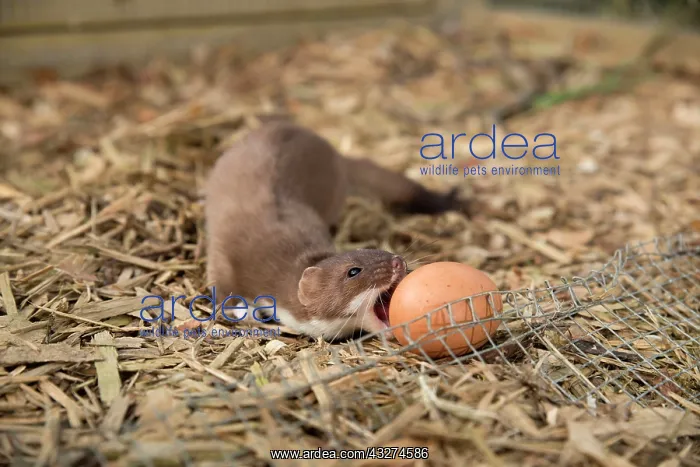 : Short-tailed Weasel / Stoat - with egg : Short-tailed Weasel / Stoat - with egg