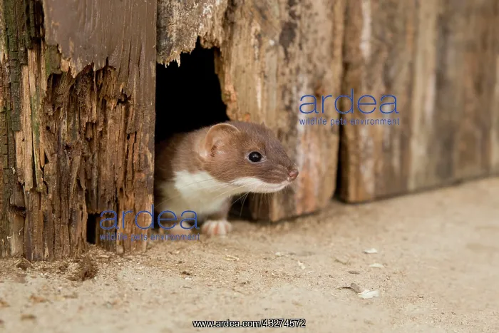 : Short-tailed Weasel / Stoat - underneath wooden door : Short-tailed Weasel / Stoat - underneath wooden door