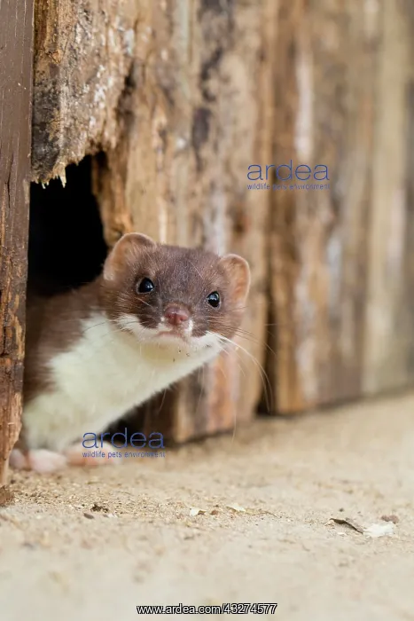 : Short-tailed Weasel / Stoat - underneath wooden door : Short-tailed Weasel / Stoat - underneath wooden door