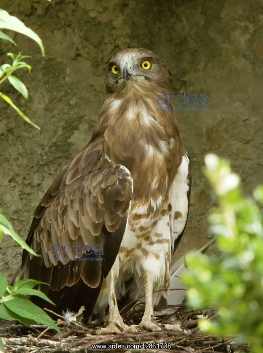 : Short-toed Eagle : Short-toed Eagle