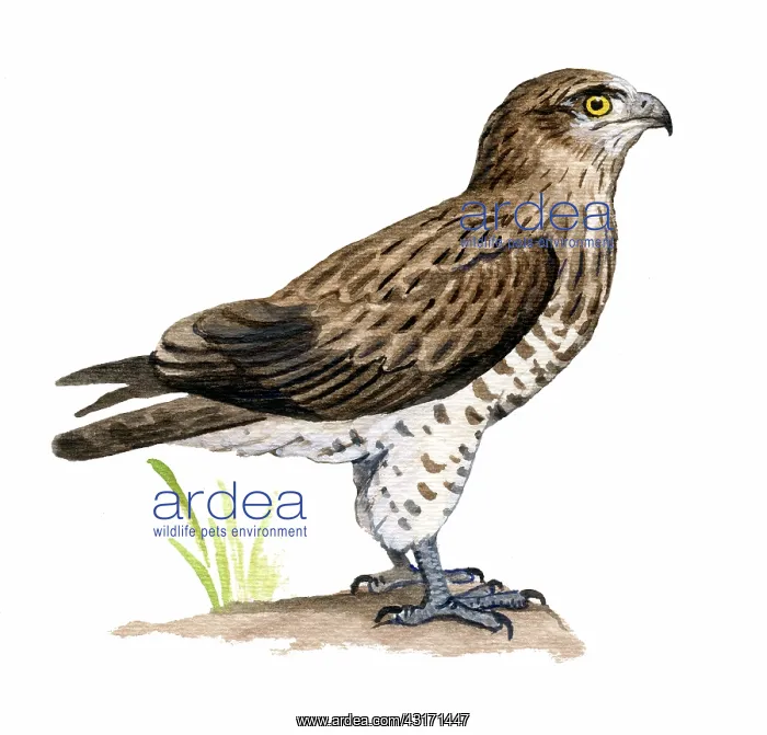 : Short-toed Eagle : Short-toed Eagle