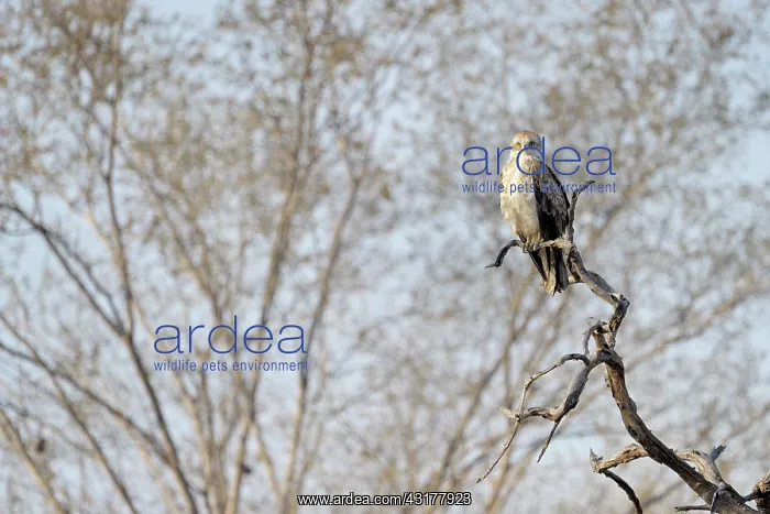 : Short-toed Eagle : Short-toed Eagle