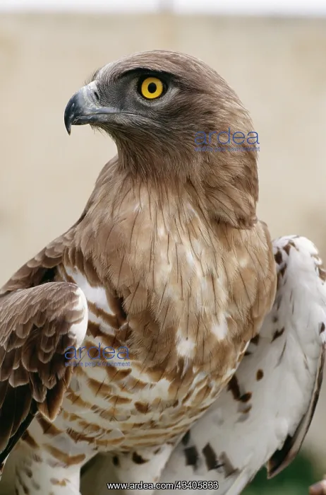 : Short Toed Eagle : Short Toed Eagle